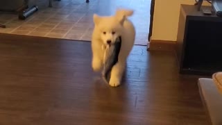 Samoyed Catches Fish