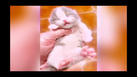 Cute cat fanny short video