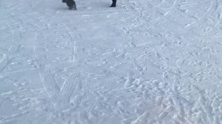 Playful puppy gets cold in the snow