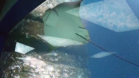 Fat fish and smiling stingray.