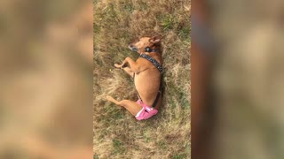 Three-legged pitbull gets a new wheelchair