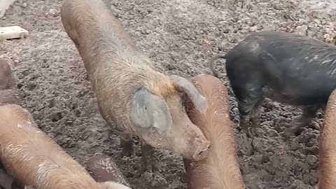 The pigs enjoying it