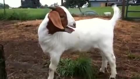 Crying baby goat