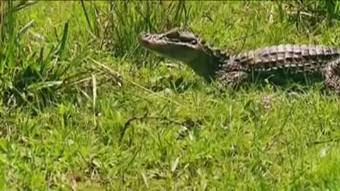 Anaconda Vs Crocodile Big Fight