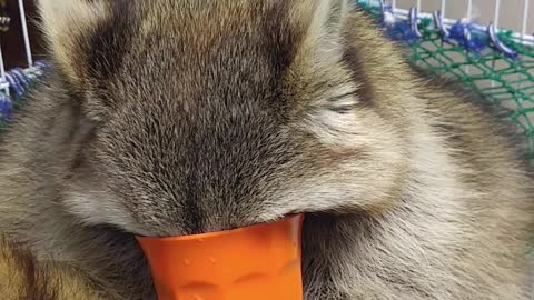 Raccoon attempts to drink water like human