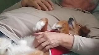 Doggy Relaxes With a Delightful Belly Rub