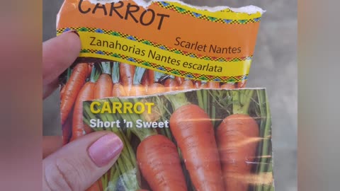 Sowing Carrots in a Container