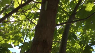 Green caterpillar climbing up a pin oak. "Hey Dad I found a caterpillar!