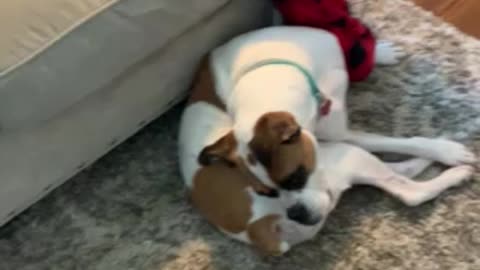 Is it a boxer puppy or a pretzel?