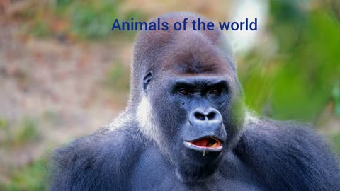 Animals of the world