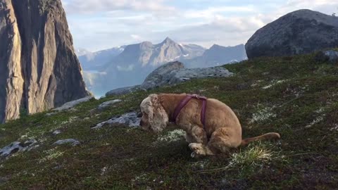 Funny pup decides to scoot down the mountain