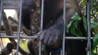 Monkey Tears and Chews Into Wood Like a Beaver