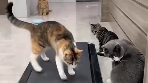 They think they are going somewhere 😂 #funny #viral #shorts #cats #petfriendships