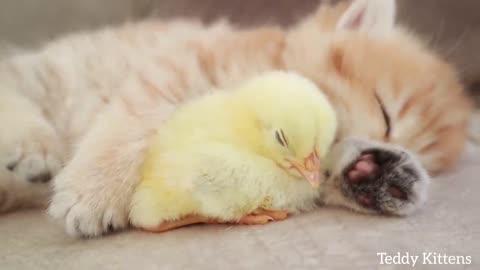 Kitten sleeps sweetly with Chicken Baby