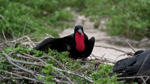 MOST BEAUTIFUL BIRDS IN NATURE 18