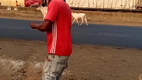 Cow prank