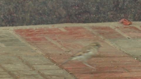 Old World sparrow walking through the yard