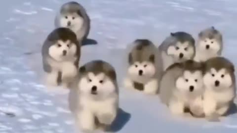 Dozens of Pomeranian DOG running on snow