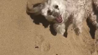 Beach-loving dog loves playing in the sand
