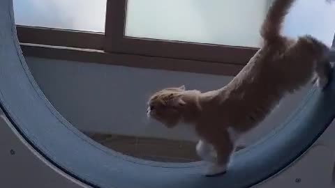 catwheel