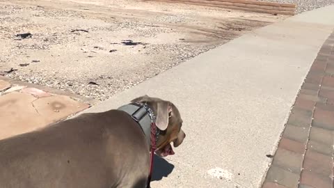 Loose leash walking with blue cheese.Dog Training