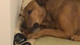 Brown dog eating on dog bed
