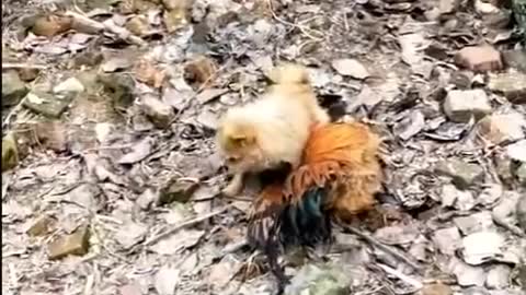 Dog vs Chicken hilarious fight
