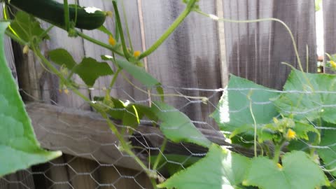 What I've learned my first year trying to grow a garden.