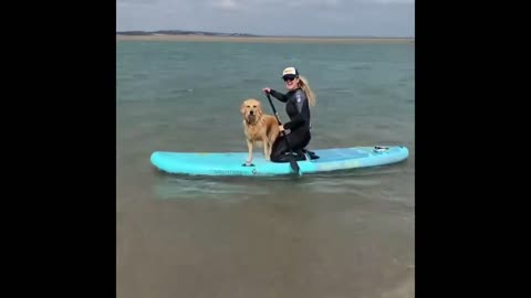Doggy enjoys board surfing with his owner