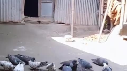 English Beautiful Pigeon and English song / Best quality video