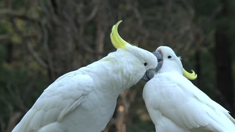 birds lovers