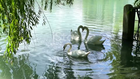 The Serenity of Swans: Graceful Waterfowl in Nature