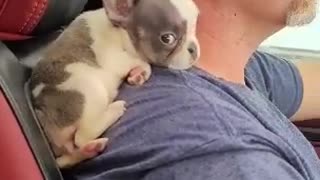 Puppy Goes for a Drive on Guy's Shoulder
