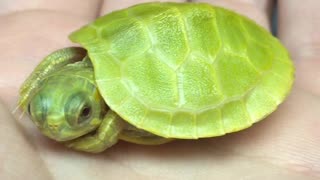 Newborn baby turtle has an itch