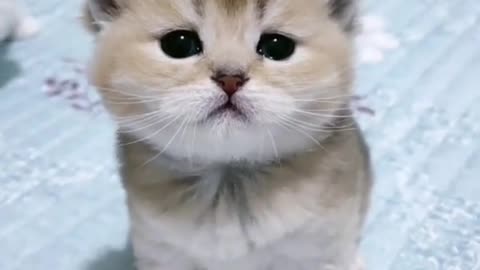 I'm your kitten. Please take me away