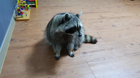 Raccoon whines and attacks the camera.