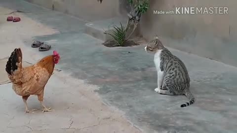 Funny Chicken hit a cat