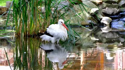 The beautiful white stork walks on the river bank