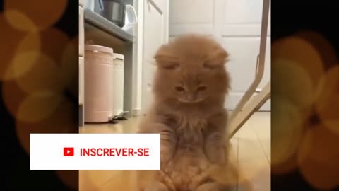 The Best Funny Cats Video 2021