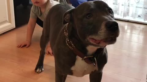 Cute kid wants this pitbull to have dinner at his house