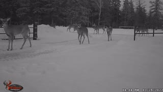 Night of the Deer