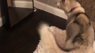 Confused husky barks at reflection in mirror