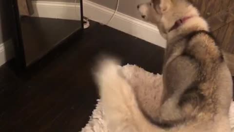 Confused husky barks at reflection in mirror