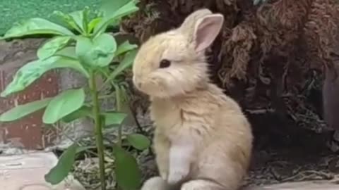 Fairytale Bunny Enjoying Her Snacks