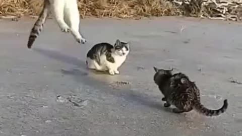 Three cat funny exercise hahahaha