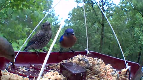 bluebird feeding baby