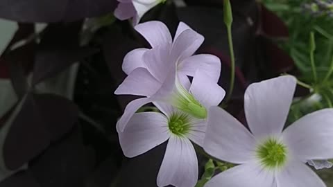 monday afternoon flowers