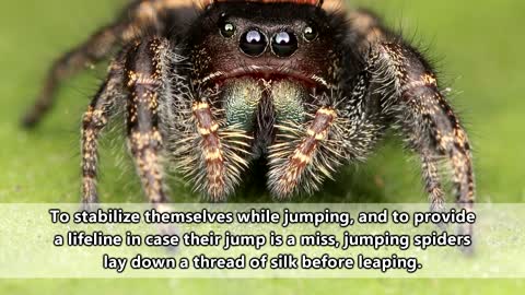 Jumping Spider facts: maybe the cutest spiders | Animal Fact Files