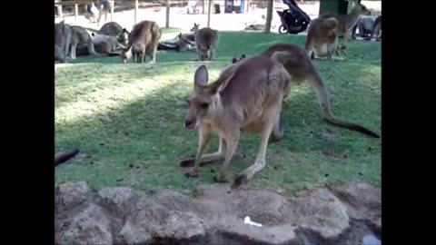 Kangaroo funny video playing with man