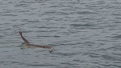 Rattlesnake Swims at the Beach